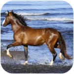 Logo of Amazing horses android Application 